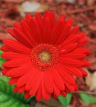 GERBERA Daisy