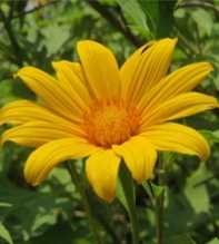 GERBERA Diversifolia