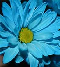 GERBERA Jamesonii Blue