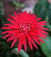 GERBERA Orange