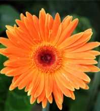 GERBERA Jamesonii Orange