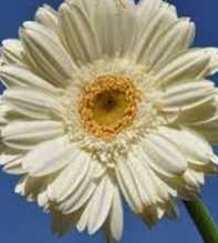 GERBERA Jamesonii White