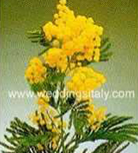 Acacia Dealbata