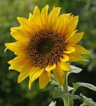 HELIANTHUS Annus