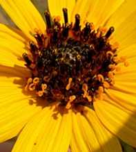 HELIANTHUS Pauciflorus