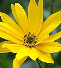HELIANTHUS Tuberosus