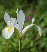 Sibirica
