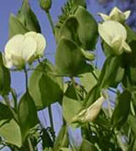 LATHYRUS Aphaca