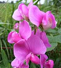 LATHYRUS Latifolius