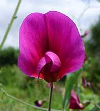 LATHYRUS Tingitanus