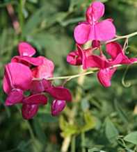 LATHYRUS Tuberosus