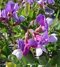 LATHYRUS Vicieae