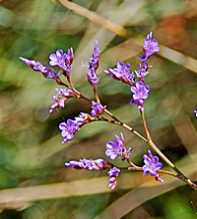 LIMONIUM Narbonense