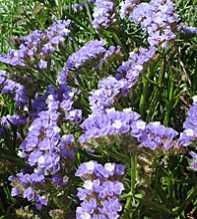 LIMONIUM Sinuatum