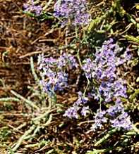 LIMONIUM Virgatum