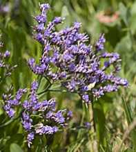 LIMONIUM Vulgare