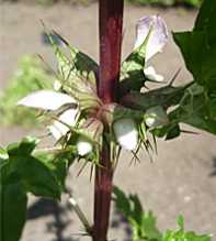 Spinosa