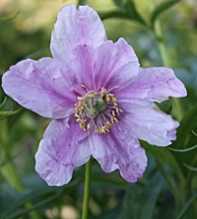 PAEONIA Anomala