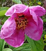 PAEONIA Caucasica