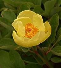 PAEONIA Daurica