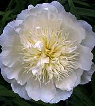 PAEONIA Lactiflora