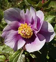 PAEONIA Mascula
