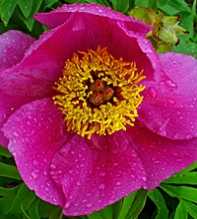 PAEONIA Officinalis