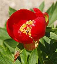 PAEONIA Peregrina