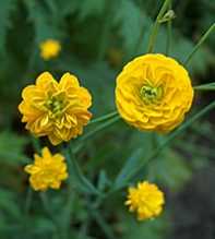 Acris