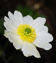 Alpestris