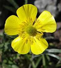 Illyricus