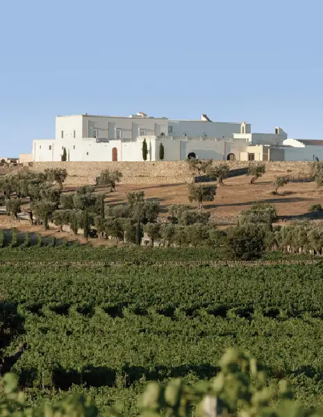 Wedding in vineyard in Puglia – Masseria Amastuola Wedding in vineyard in Puglia – Masseria Amastuola