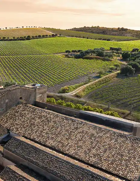 Weddings in Sicily – VINEYARDS AND OLIVE